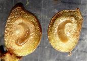  Drupe V.S.  with one lateral seed